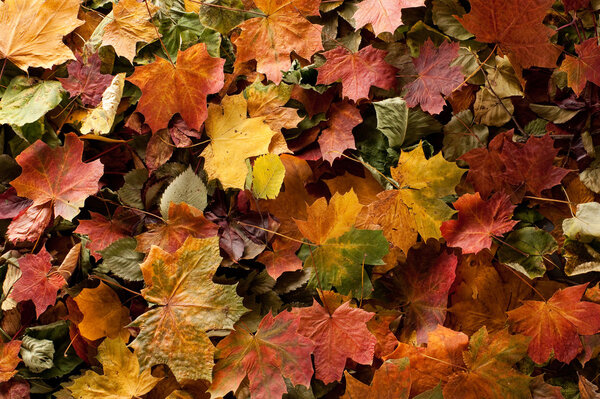 Colorful background of fallen autumn leaves