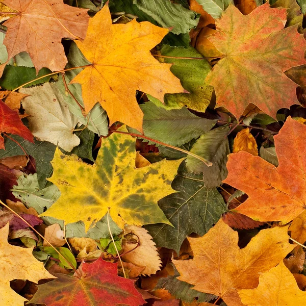 Kleurrijke achtergrond van gevallen herfstbladeren — Stockfoto