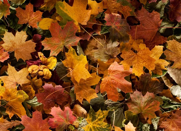 Colorful background of fallen autumn leaves — Stock Photo, Image