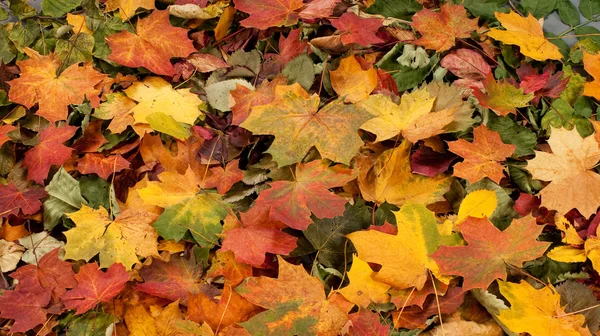 紅葉の色鮮やかな背景 — ストック写真