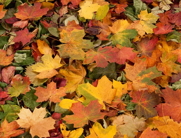 Sfondo colorato di foglie cadute autunno — Foto Stock