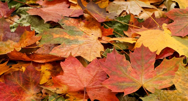 秋天落叶的色彩斑斓背景 — 图库照片