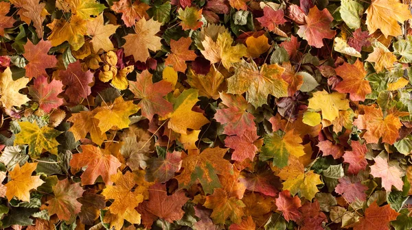 Kleurrijke achtergrond van gevallen herfstbladeren — Stockfoto