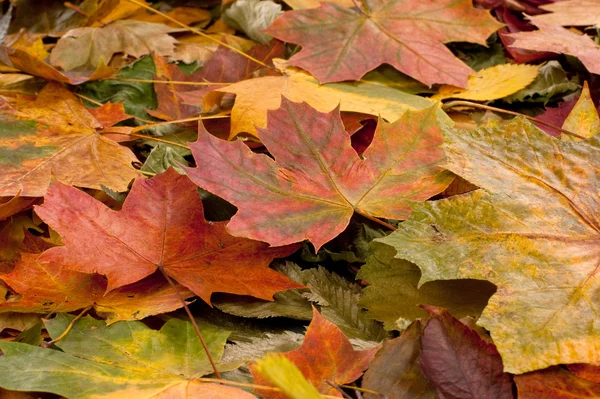 Herfst — Stockfoto