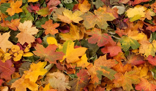 Sfondo colorato di foglie cadute autunno Foto Stock