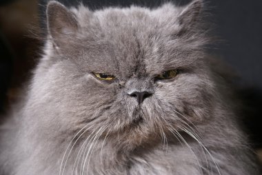 büyük şişman Farsça kedi