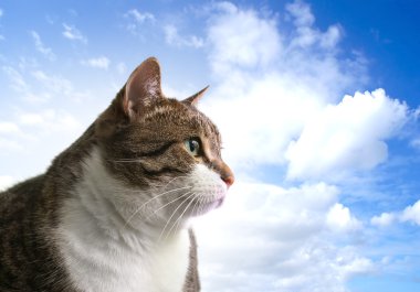 büyük şişman kedi