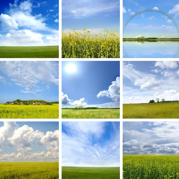 Collage hecho de diferentes imágenes de campo —  Fotos de Stock