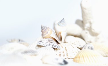 mercan ve cockleshells