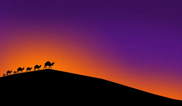 Camellos a la luz del atardecer —  Fotos de Stock