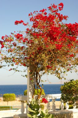 ağaç üzerinde gökyüzü