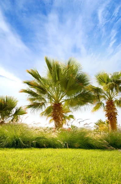 Naturaleza — Foto de Stock