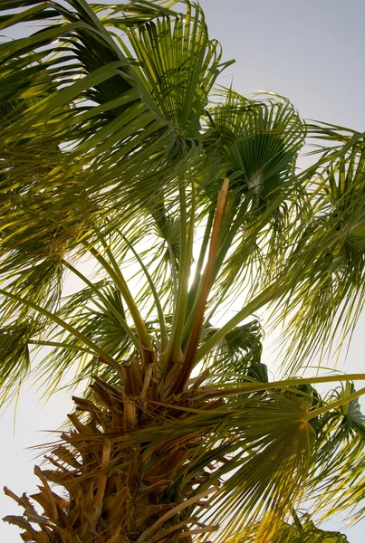 Palm — Stockfoto