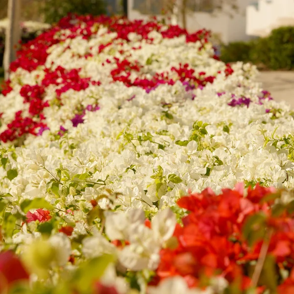 Flowers — Stock Photo, Image