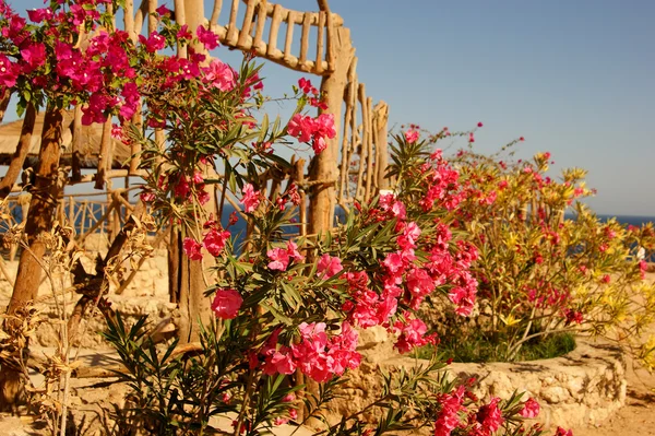 Flores — Fotografia de Stock