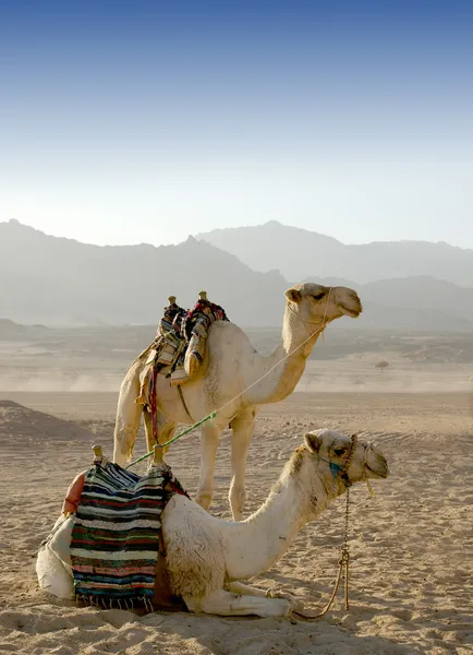 Camellos — Foto de Stock