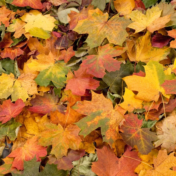 紅葉の色鮮やかな背景 — ストック写真