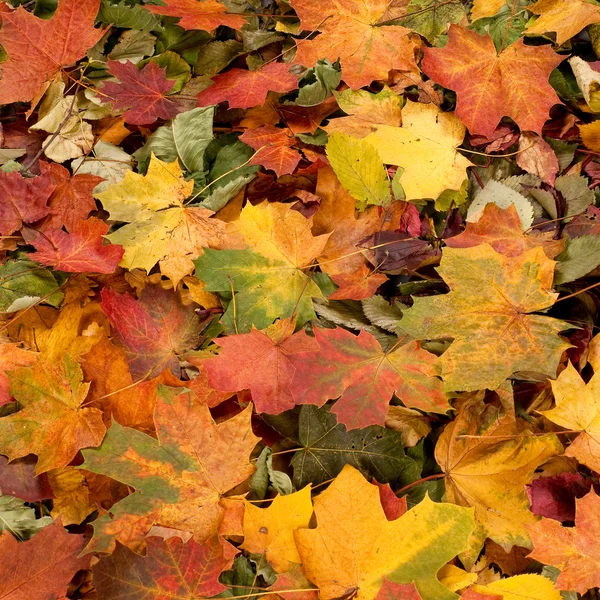 Sfondo colorato di foglie autunnali Immagine Stock