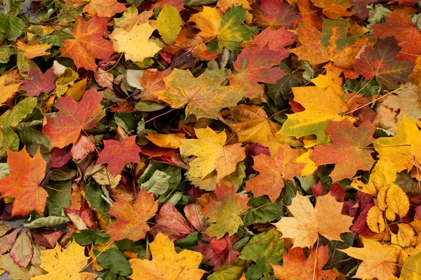 Sfondo colorato di foglie cadute autunno Foto Stock Royalty Free