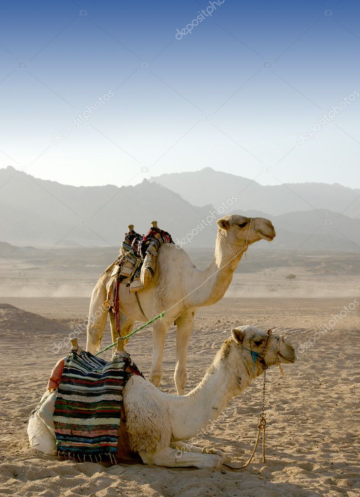 Camels