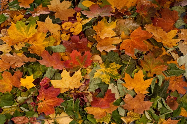 Fondo colorido de hojas de otoño caídas —  Fotos de Stock