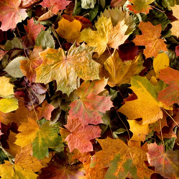 Sfondo colorato di foglie autunnali — Foto Stock