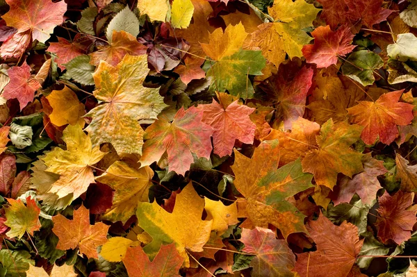 Цветной фон осенних листьев — стоковое фото