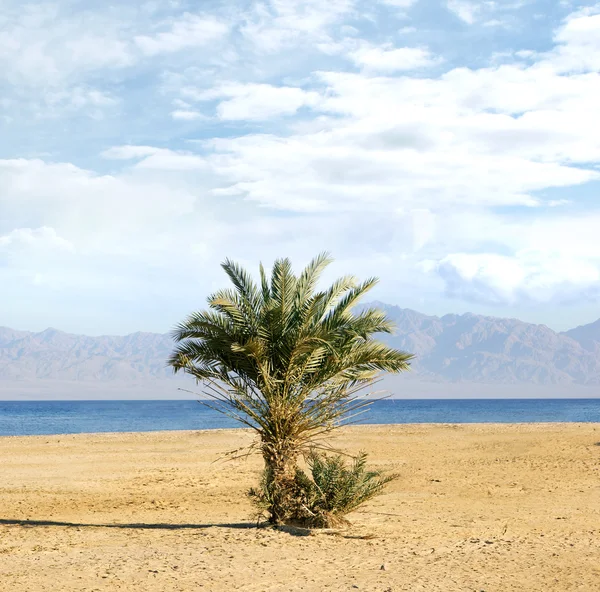 Doğa — Stok fotoğraf