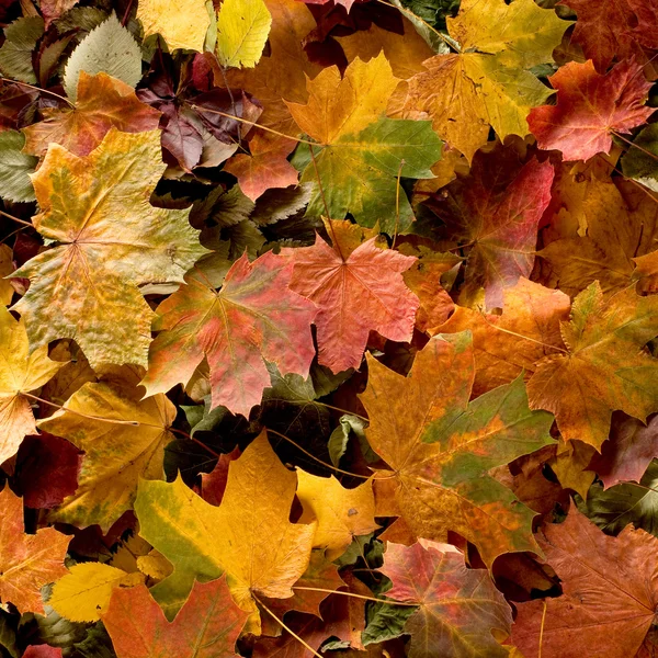 Sfondo colorato di foglie autunnali Fotografia Stock