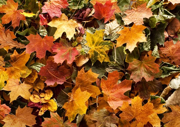 Барвистий фон осіннього листя Стокове Фото
