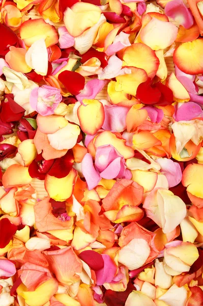 Bright spa background with a lot of different petals — Stock Photo, Image