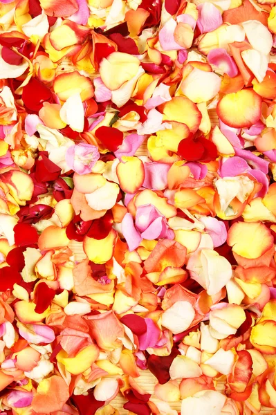 Bright spa background with a lot of different petals — Stock Photo, Image