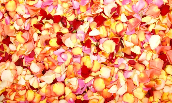 Bright spa background with a lot of different petals — Stock Photo, Image