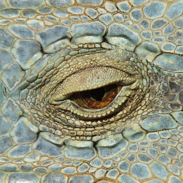 Oog van de kameleon — Stockfoto