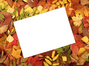 Colorful autumn frame