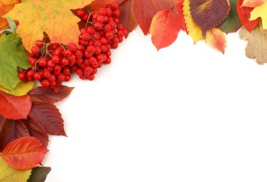 Colorful autumn frame