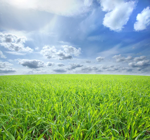 Beautiful field — Stock Photo, Image