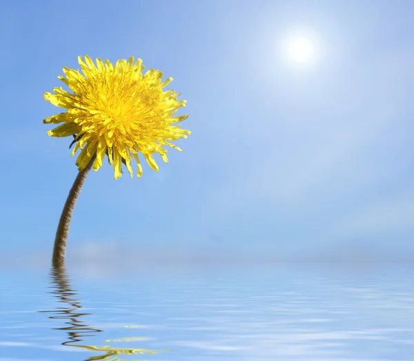 Dandelion — Stock Photo, Image