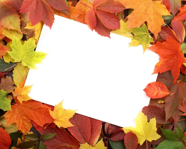 Colorful autumn frame — Stock Photo, Image