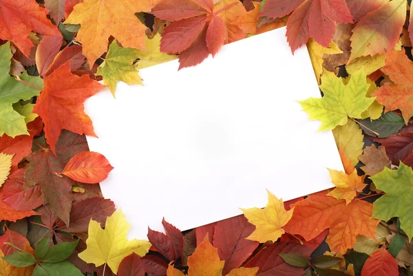 Cornice autunno colorato — Foto Stock