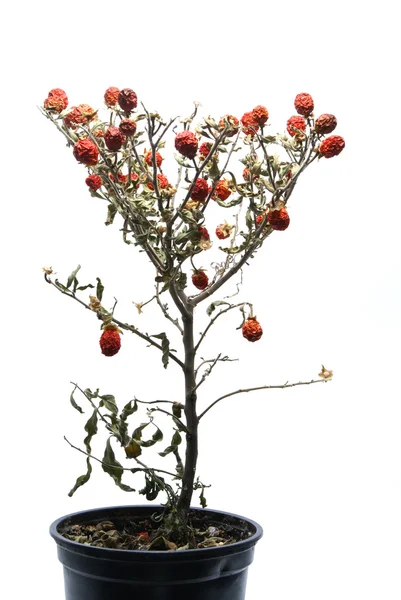 Piccolo albero sbiadito isolato su bianco — Foto Stock