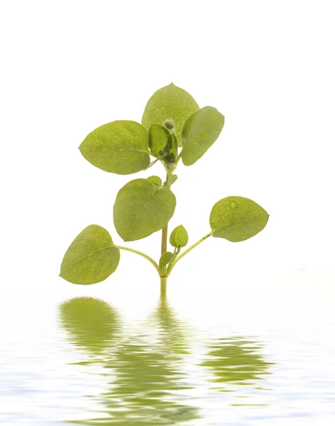 Plant — Stockfoto