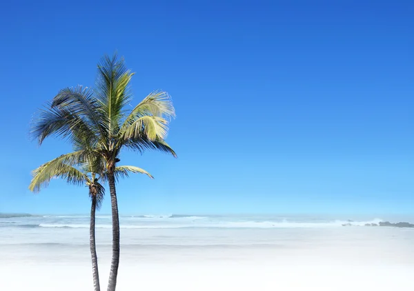 Beautiful palm trees — Stock Photo, Image