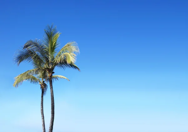 Belas palmeiras — Fotografia de Stock