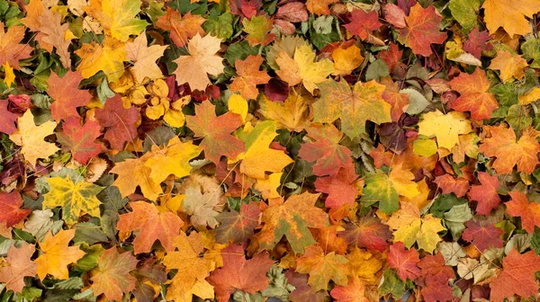 Autumn background — Stock Photo, Image