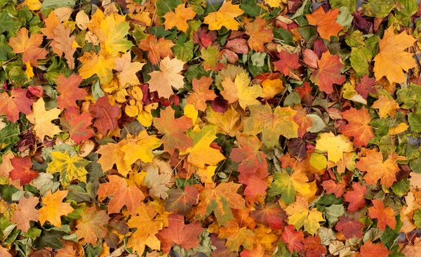 Autumn background — Stock Photo, Image