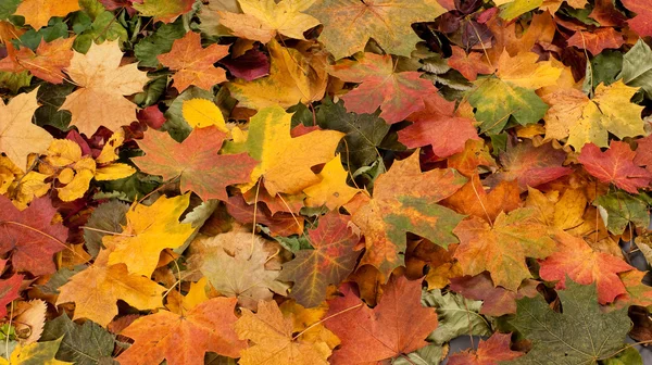 Autumn background — Stock Photo, Image