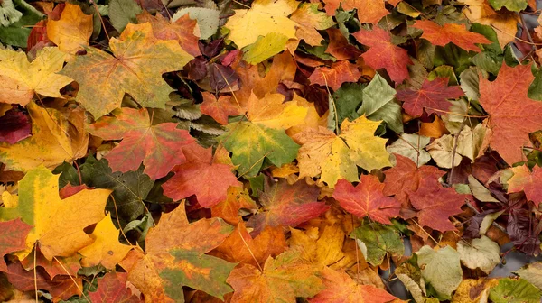 秋の背景 — ストック写真