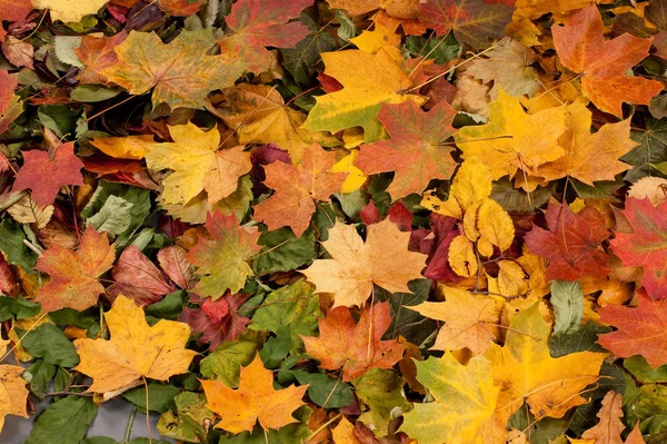 Autumn background — Stock Photo, Image