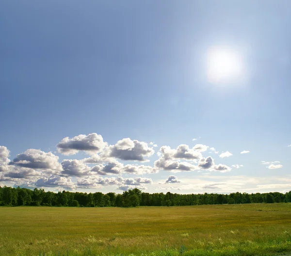 Veld — Stockfoto